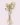 alstromeria