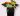 anthurium