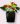 anthurium