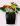 anthurium