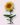 girasole