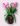 tulipani